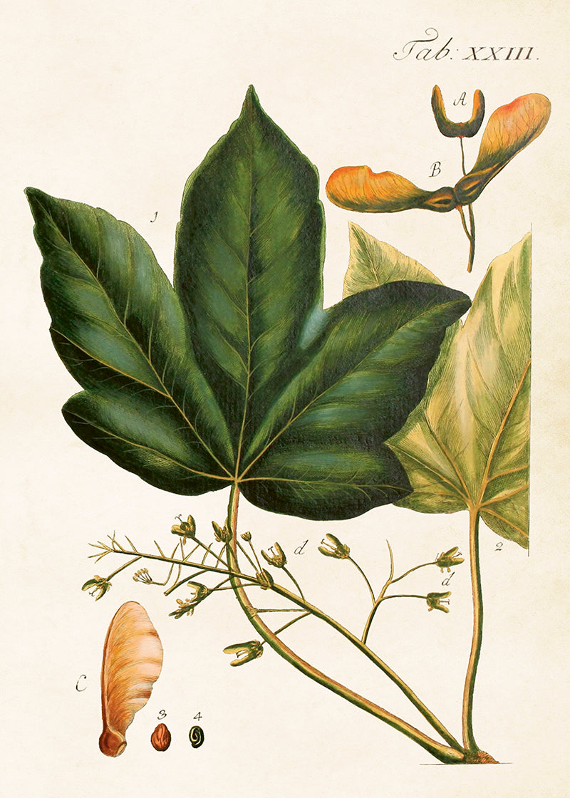 Poster 50x70 cm, Lönn
