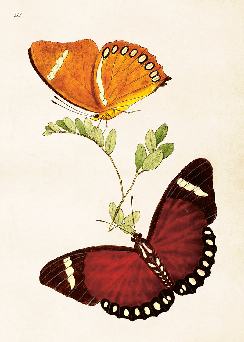 Poster 50x70 cm, Fjärilar