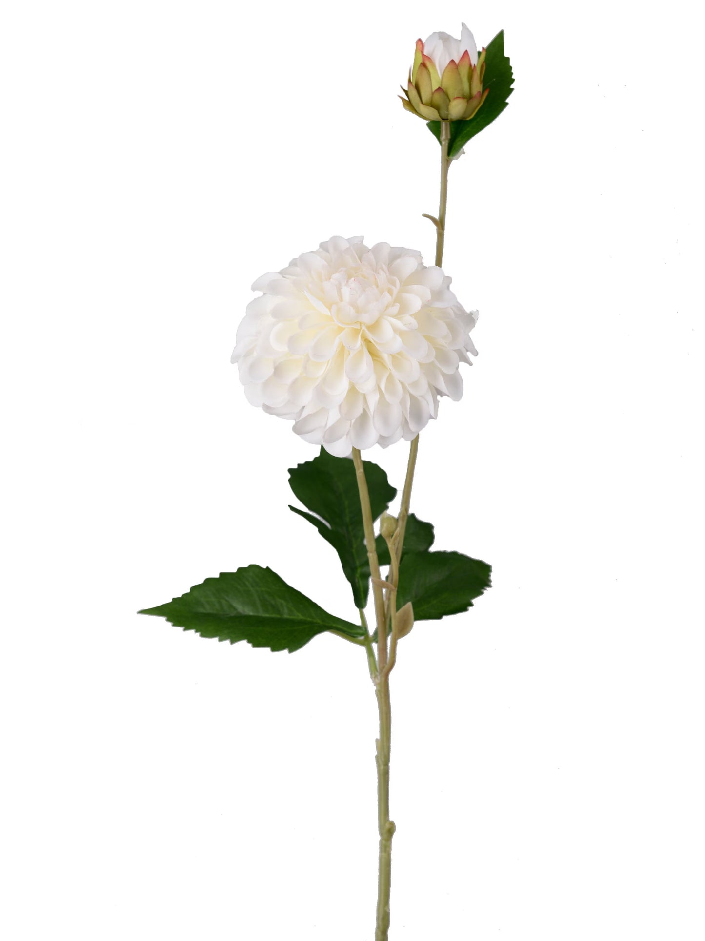 Dahlia, Creme