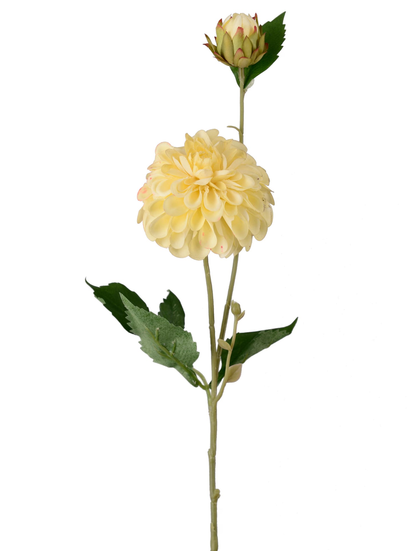 Dahlia, Gul