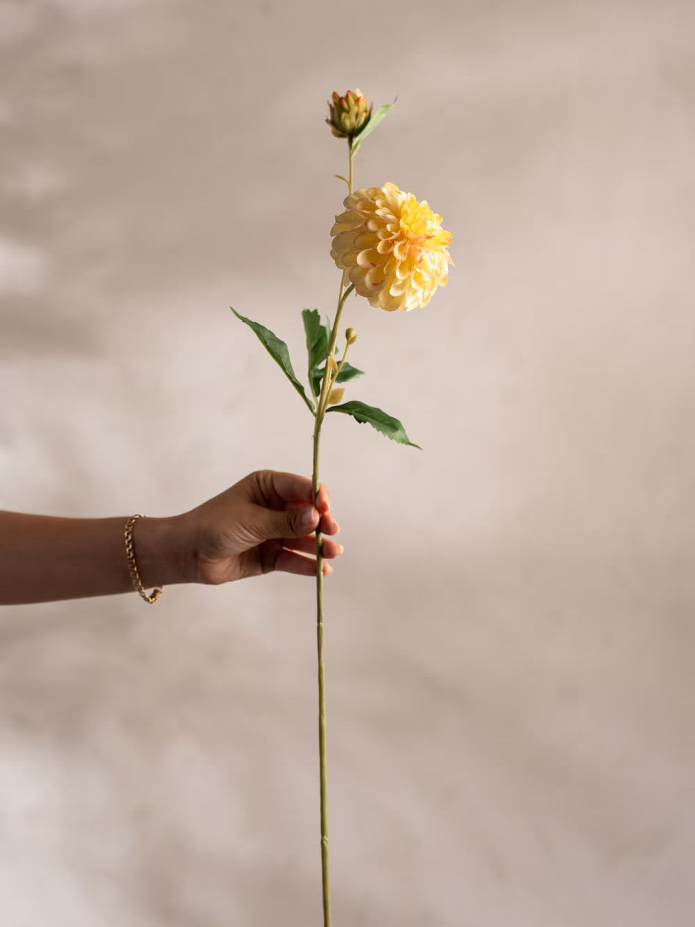 Dahlia, Gul