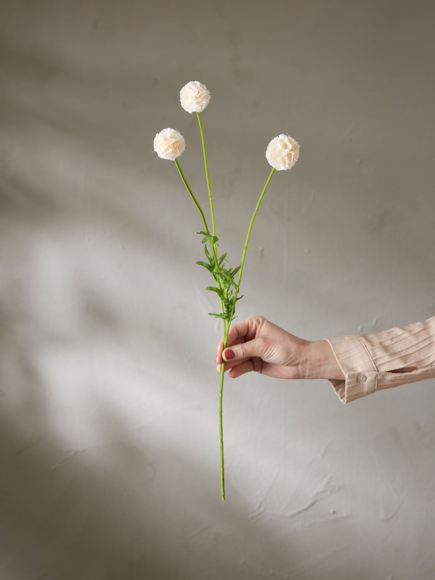 Scabiosa, Champagne