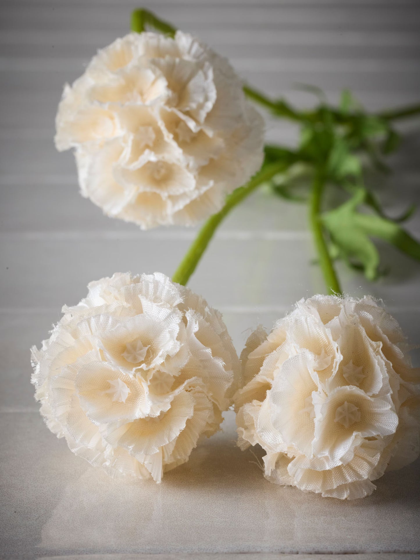 Scabiosa, Champagne
