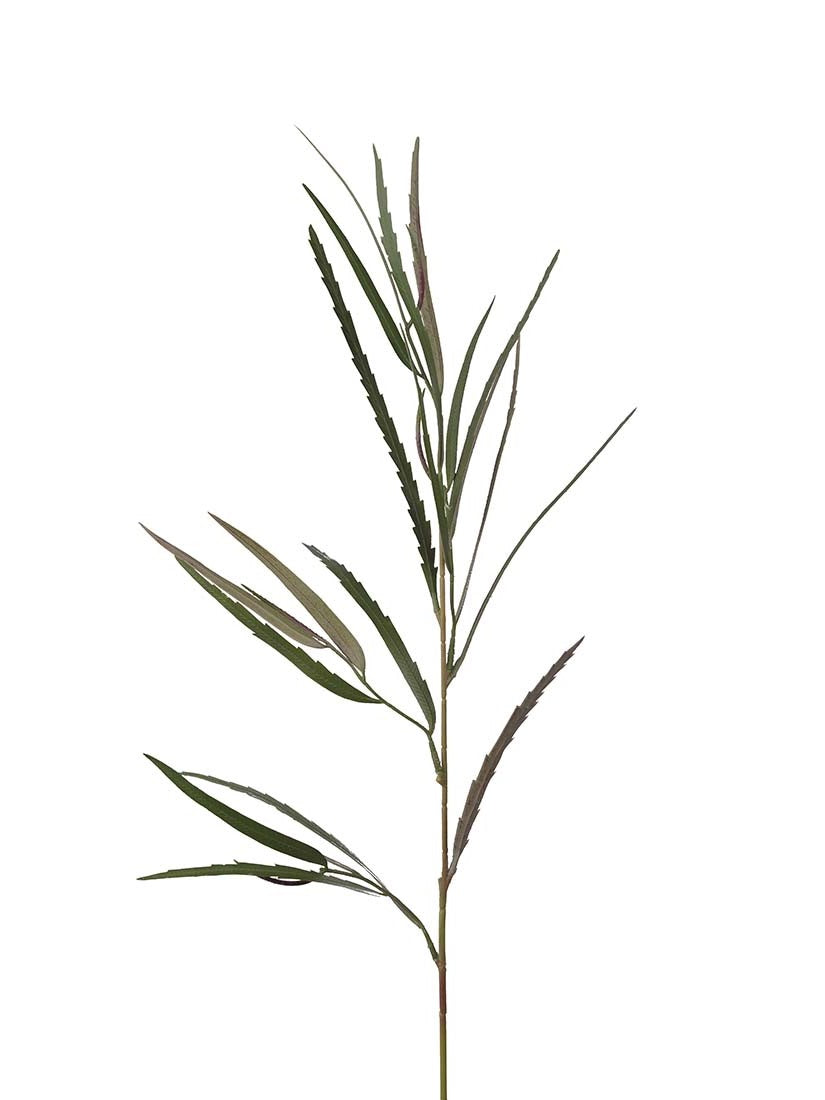 Grevillea