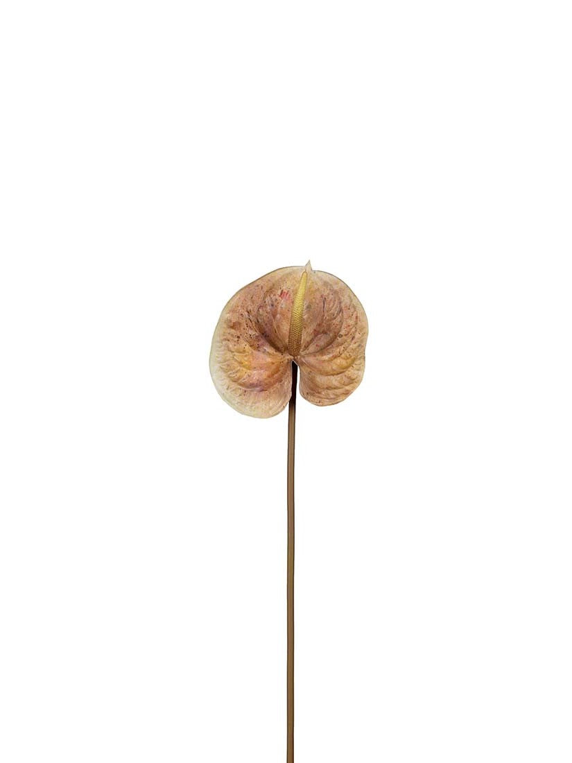 Anthurium, Brun