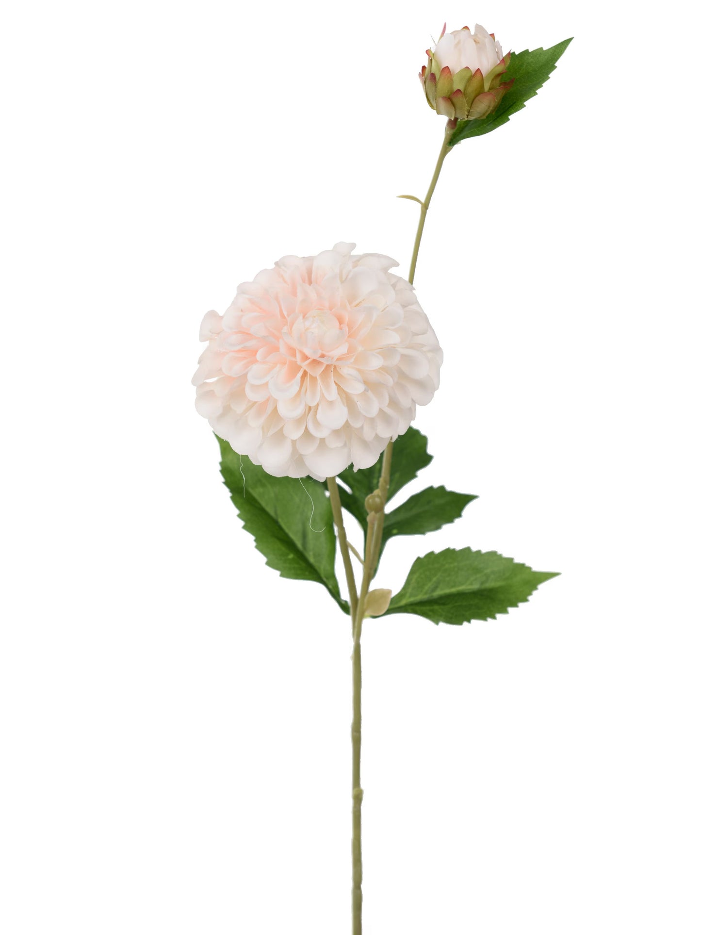 Dahlia, Peach