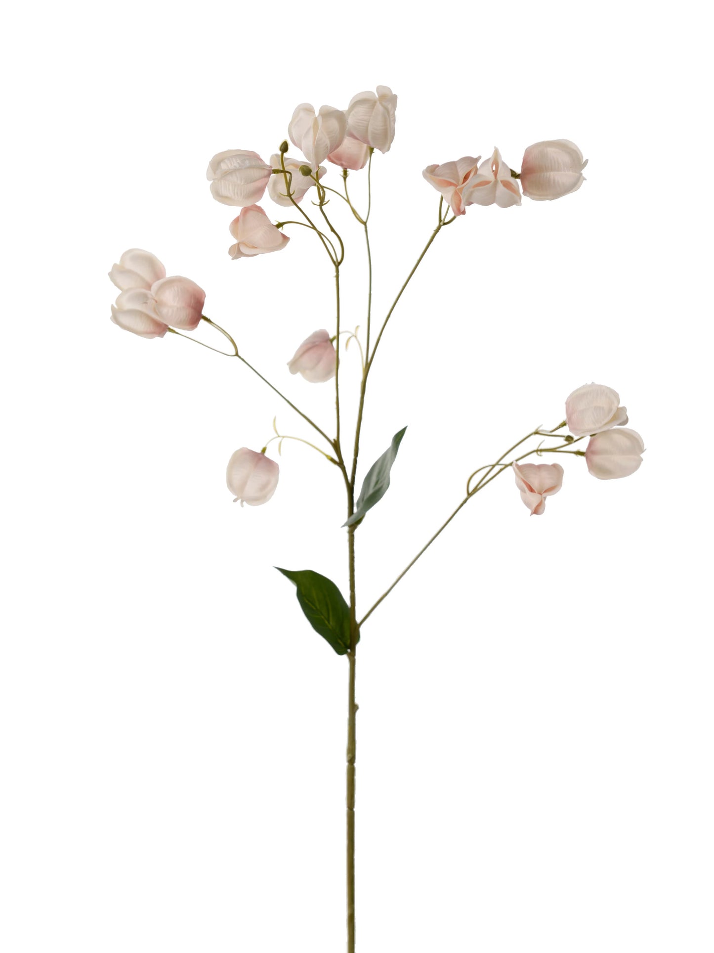 Physalis, Rosa