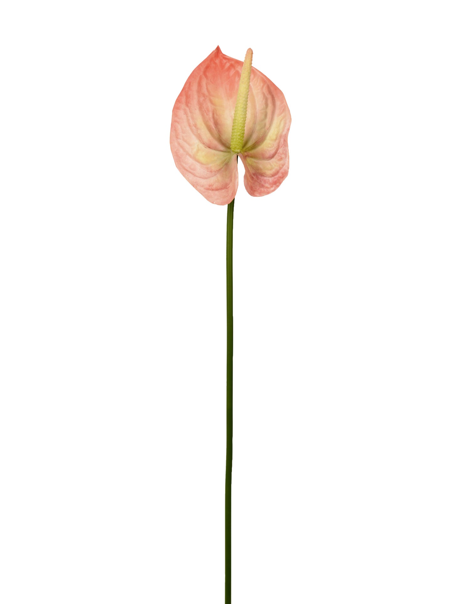 Anthurium, Peach