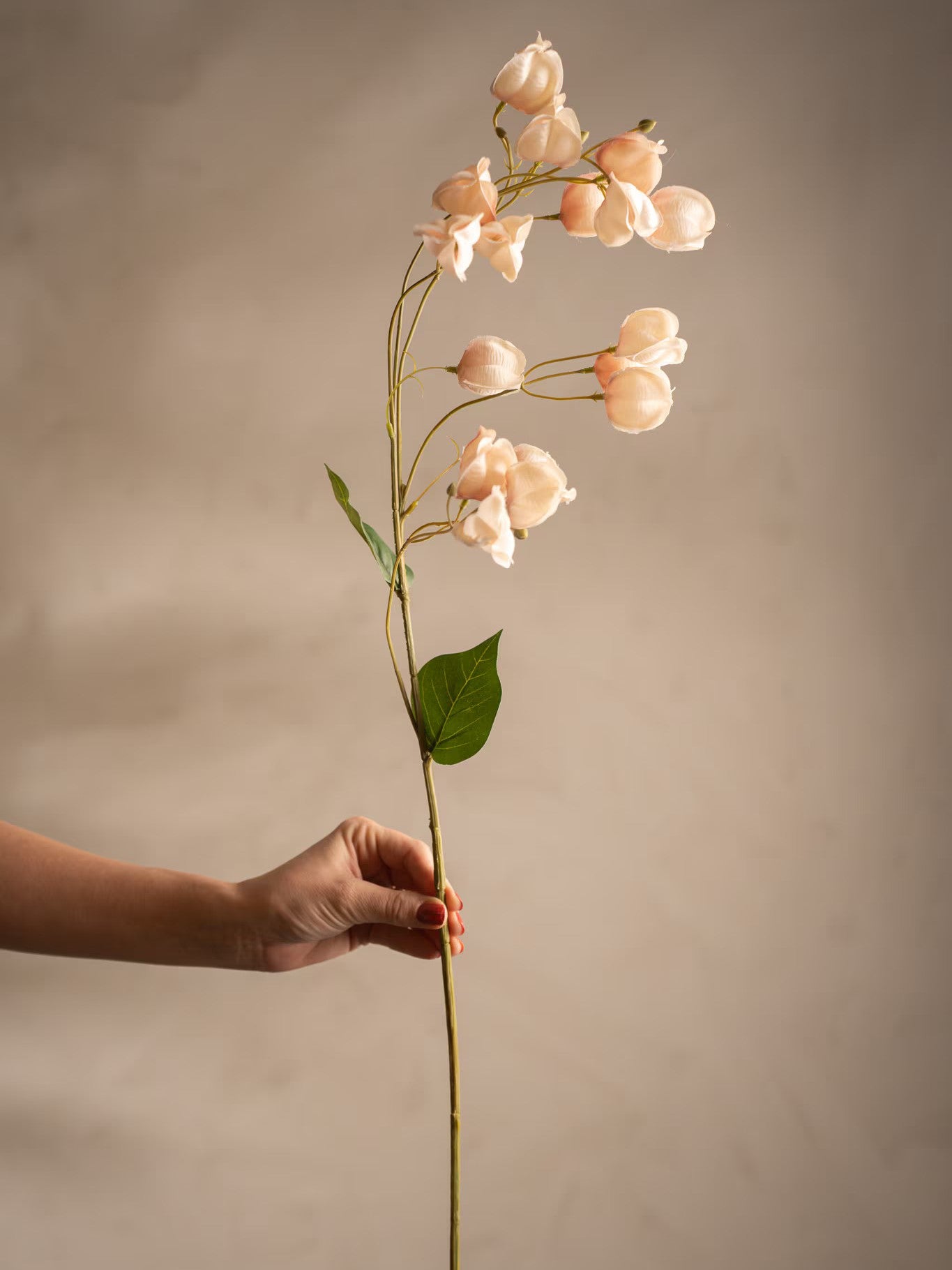 Physalis, Rosa