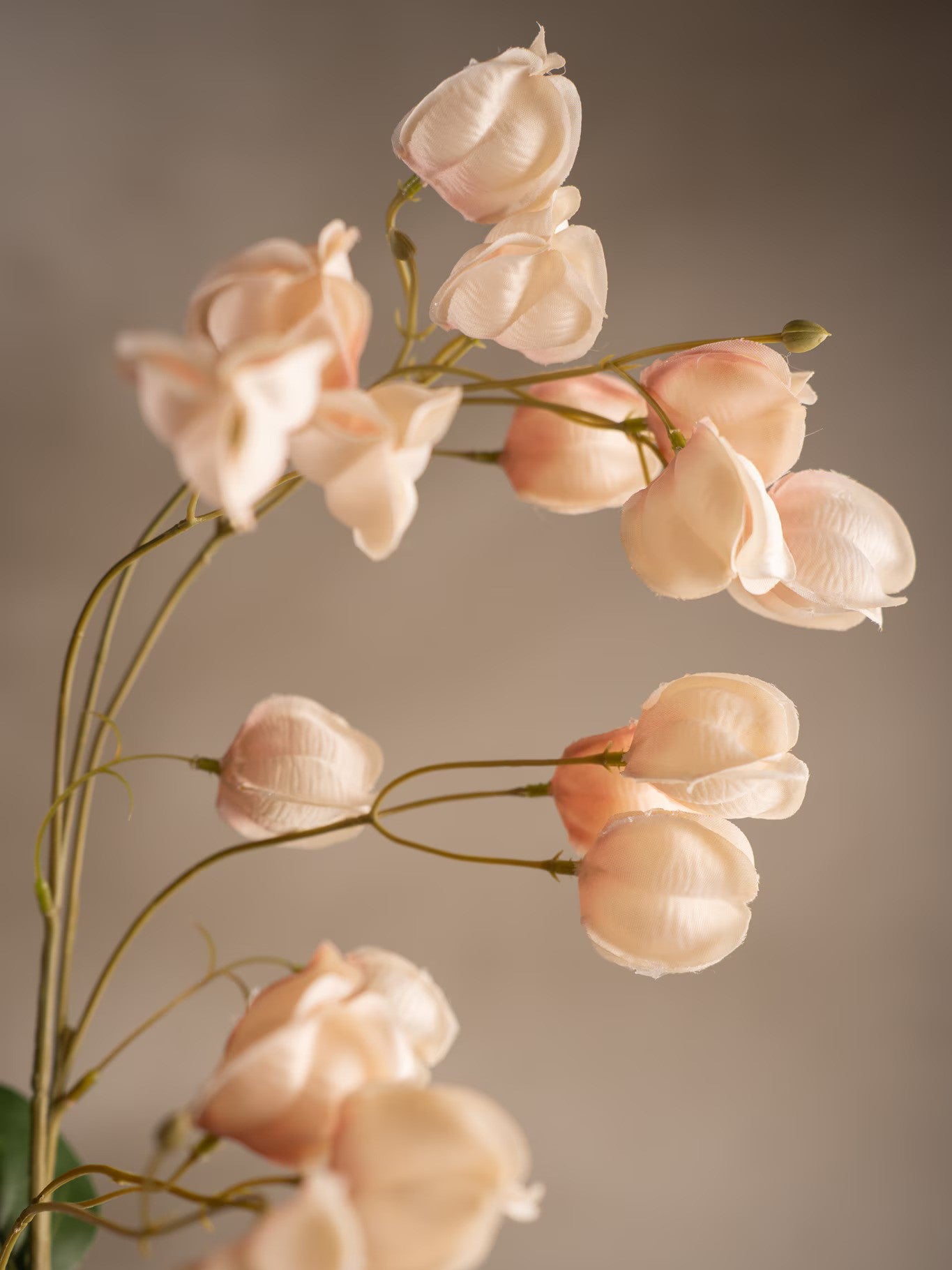 Physalis, Rosa