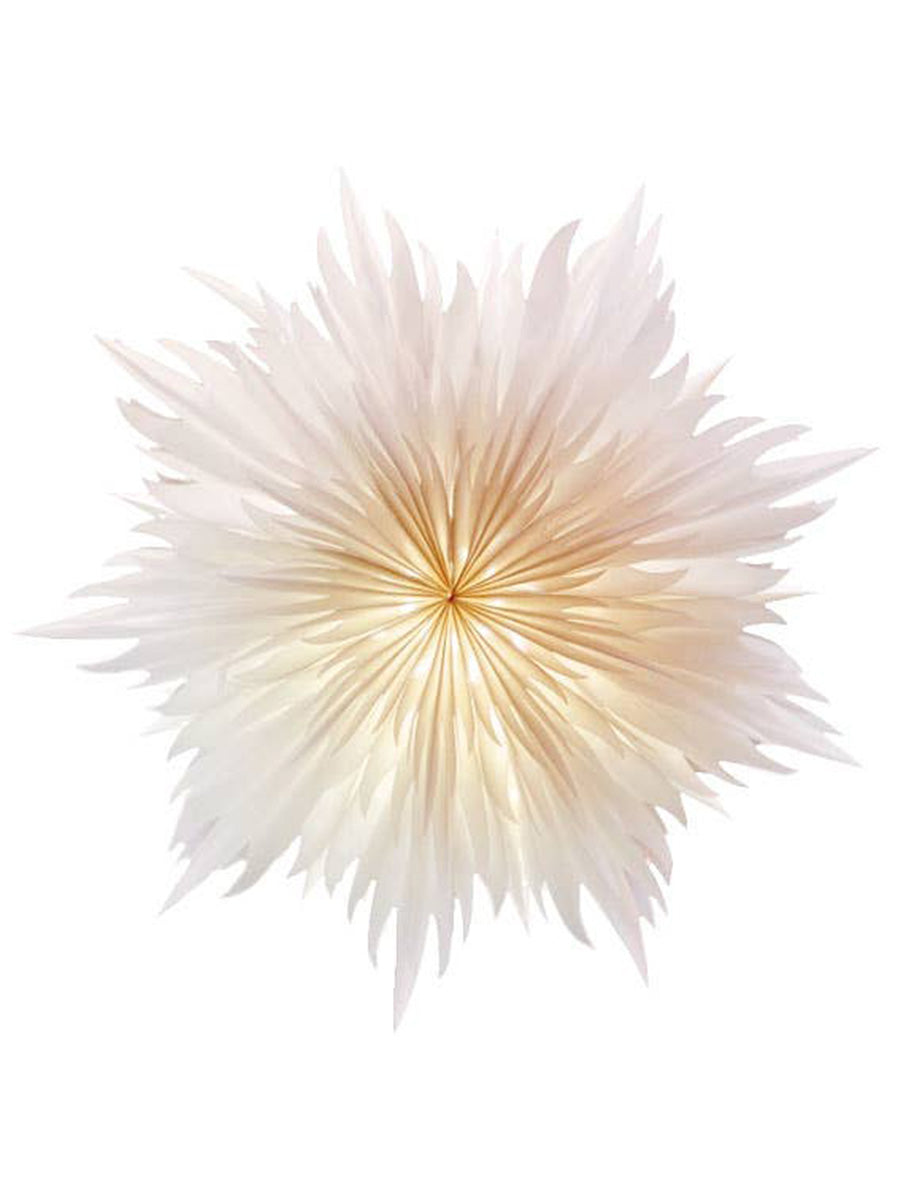 Stella Magnolia, 60 cm