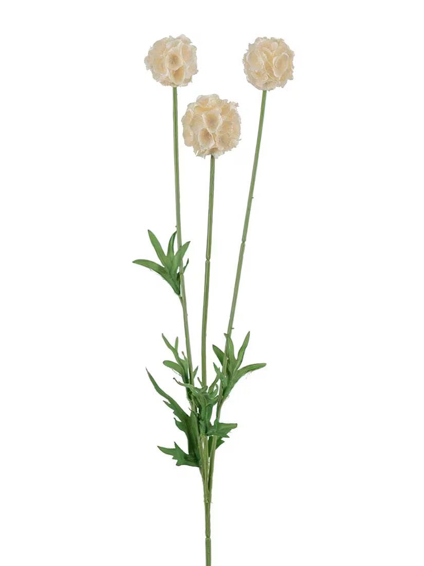Scabiosa, Champagne