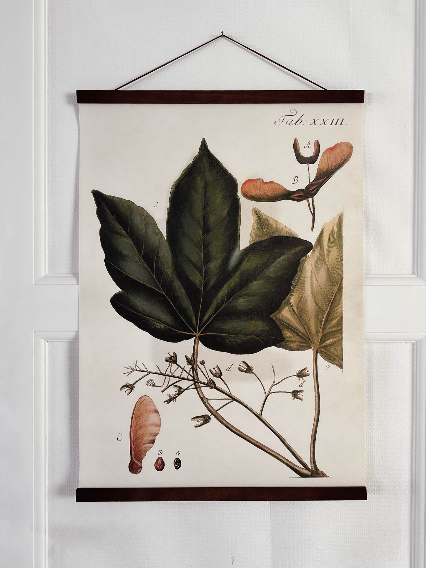 Poster 50x70 cm, Lönn