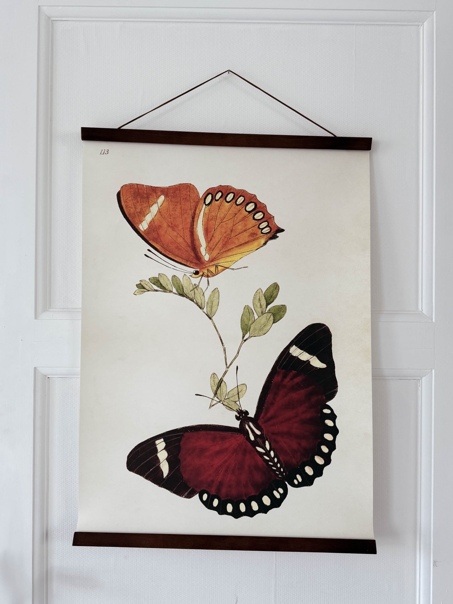 Poster 50x70 cm, Fjärilar