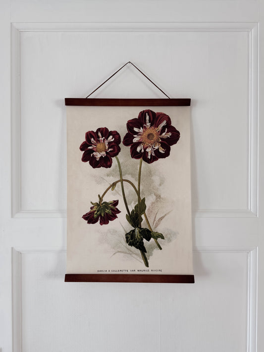 Poster 35x50 cm, Dahlia