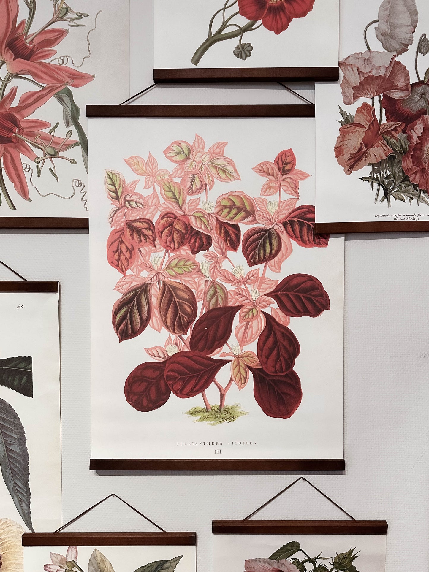 Poster 50x70 cm, Blad