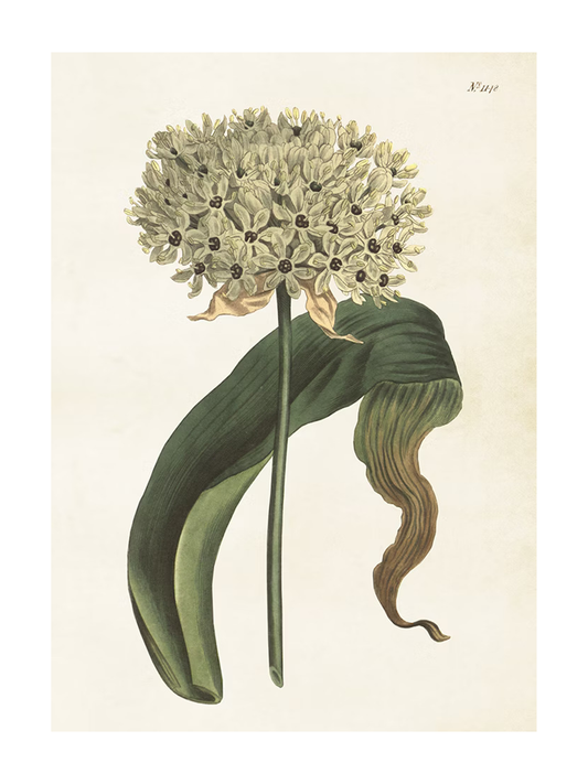 Poster 50x70 cm, Allium