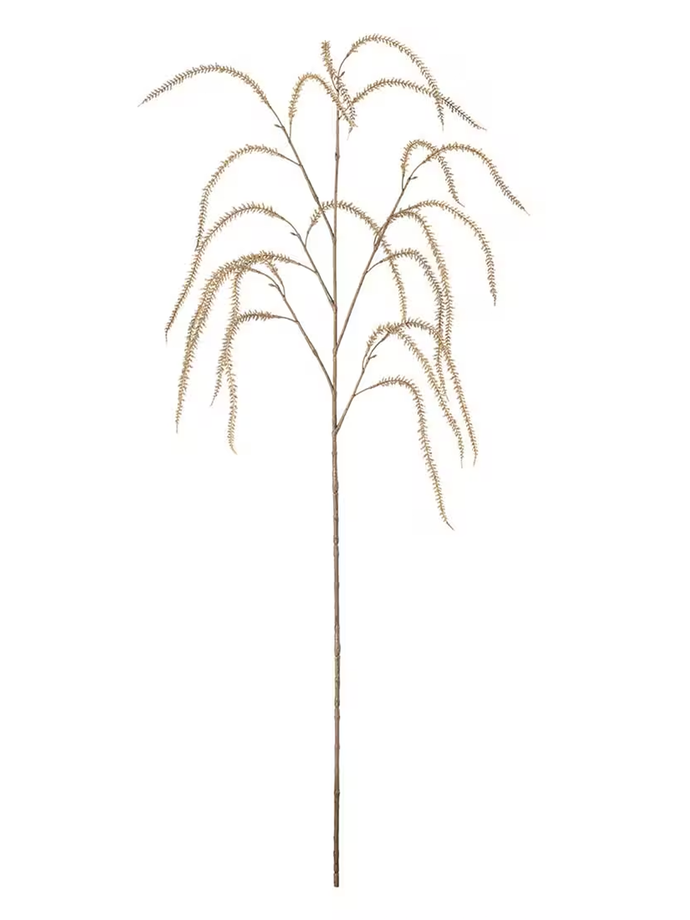 Amaranthus, Beige