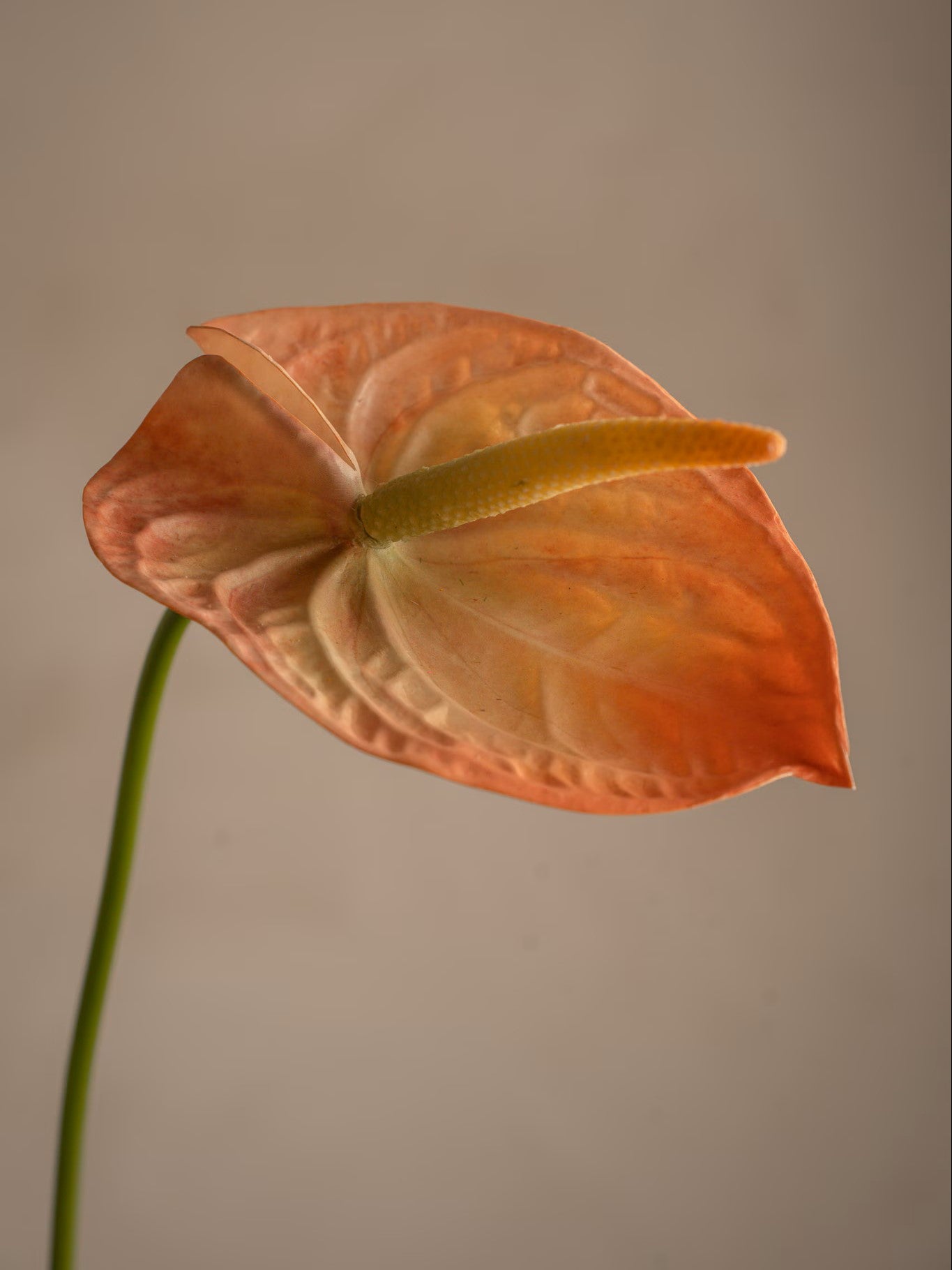 Anthurium, Peach