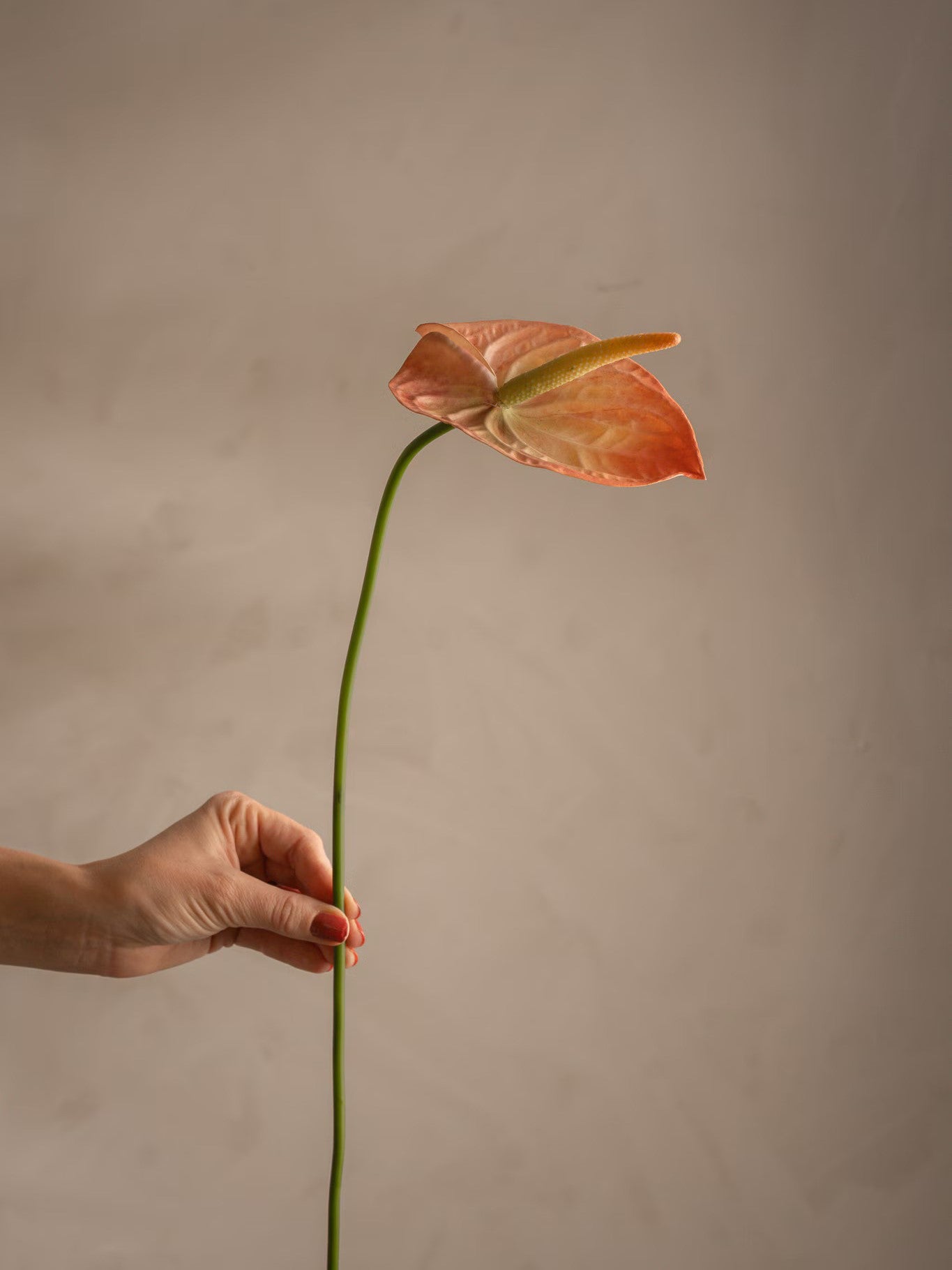 Anthurium, Peach