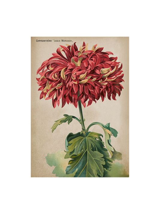 Poster 35x50 cm, Krysantemum