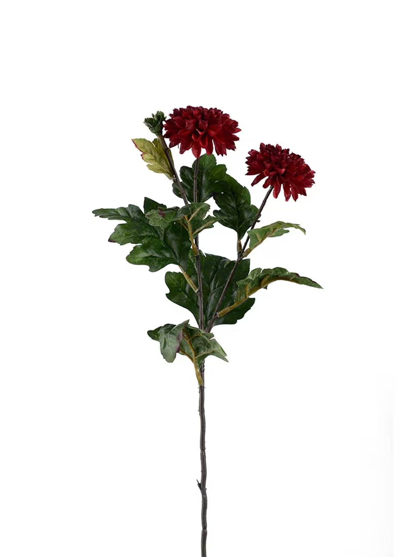 Chrysanthemum, Burgundy