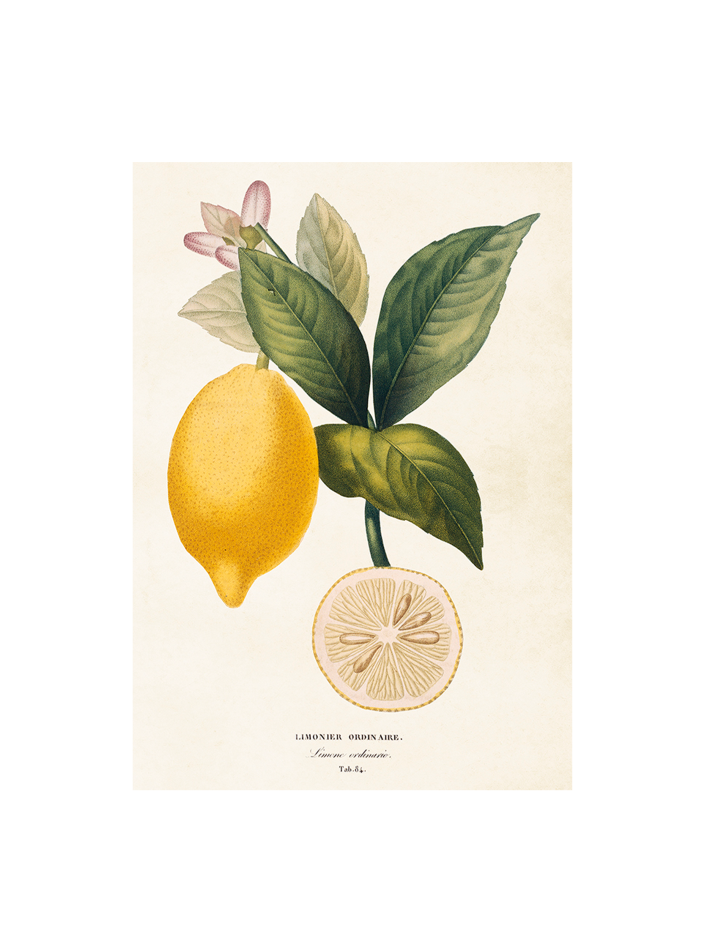Poster 35x50 cm, Citron
