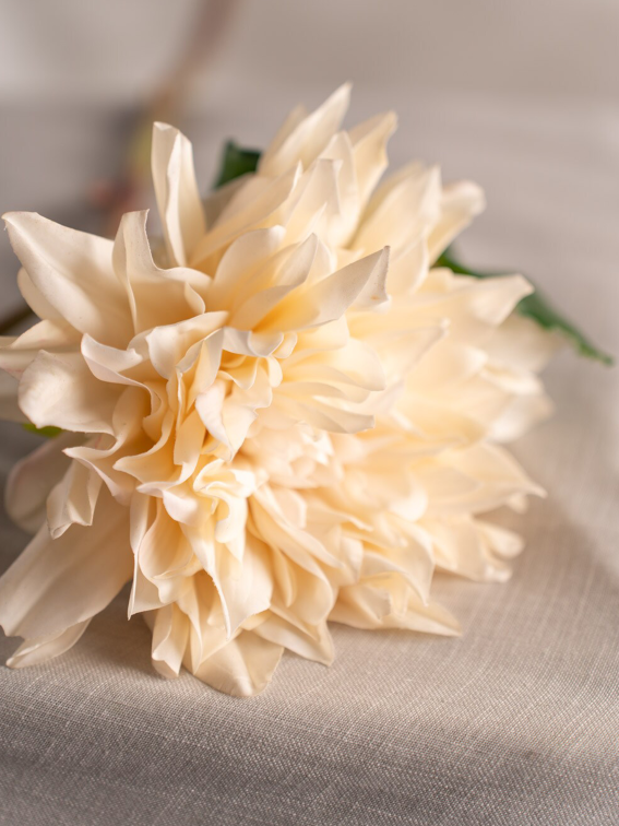 Dahlia; Cremevit