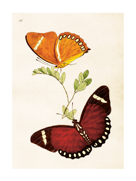 Poster 50x70 cm, Fjärilar