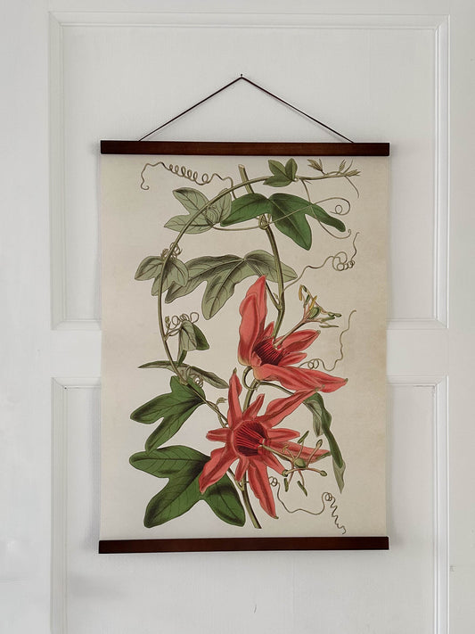 Poster 50x70 cm, Passionsblomma
