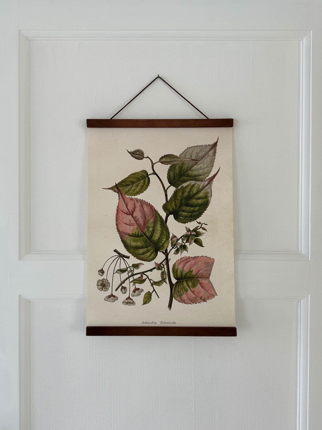 Poster 35x50 cm, Kameleontbuske