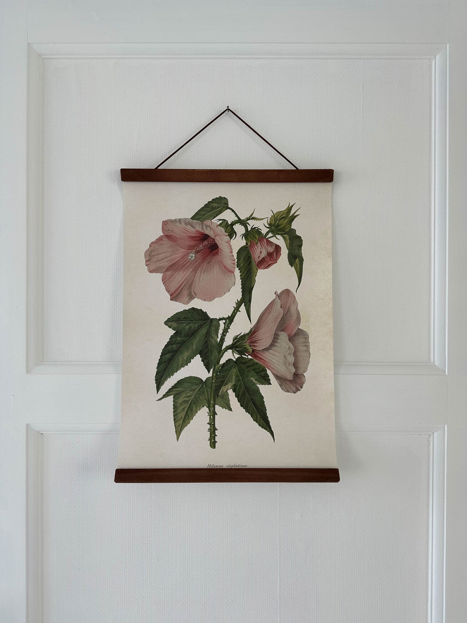 Poster 35x50 cm, Hibiscus