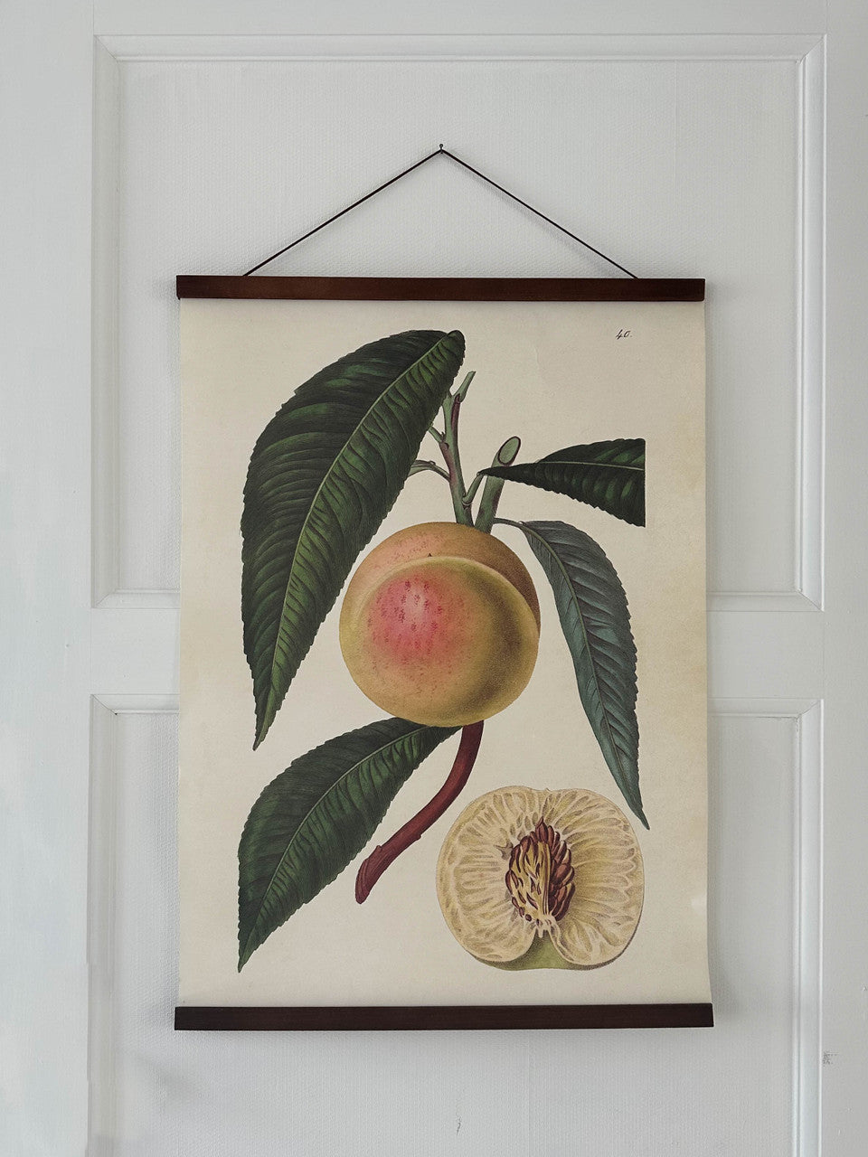 Poster 50x70 cm, Vit Nektarin