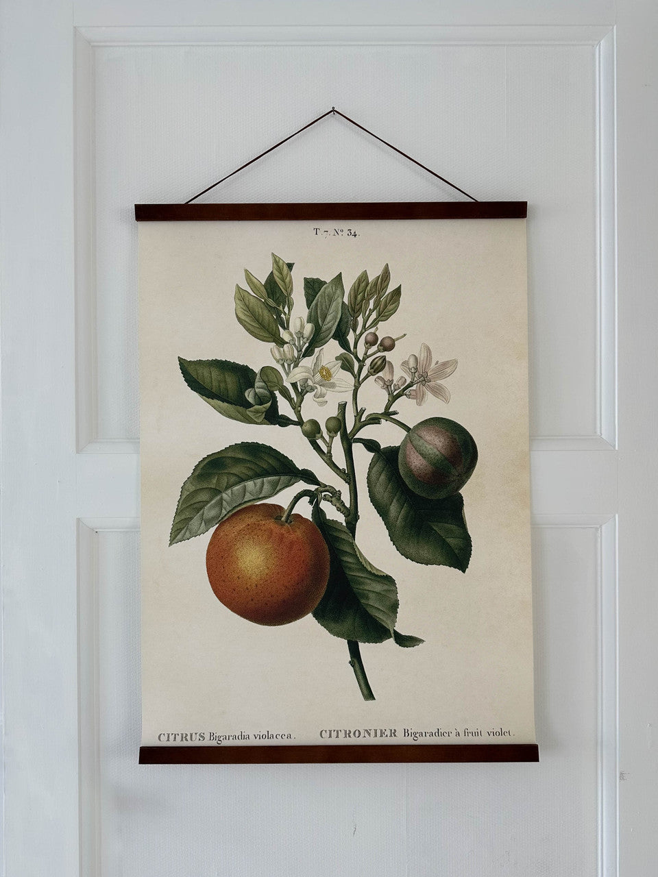 Poster 50x70 cm, Pomerans
