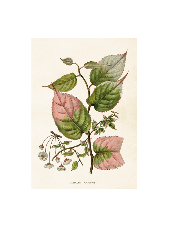 Poster 35x50 cm, Kameleontbuske