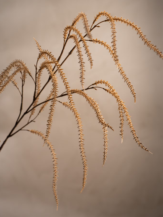 Amaranthus, Beige