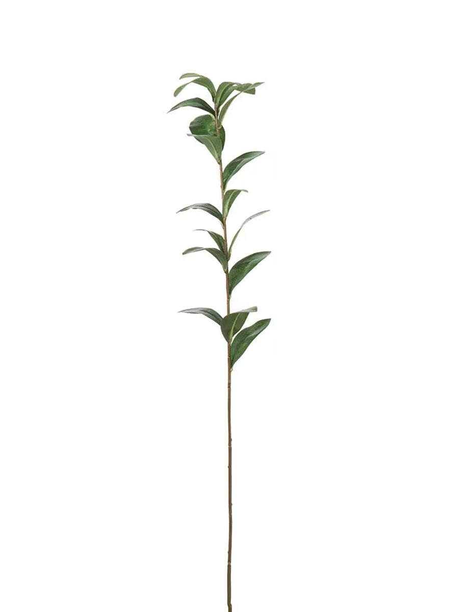 Ruscus, Grön