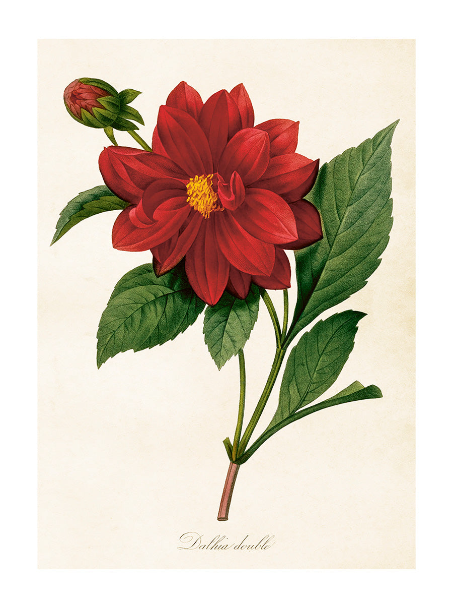 Poster 50x70 cm, Dahlia