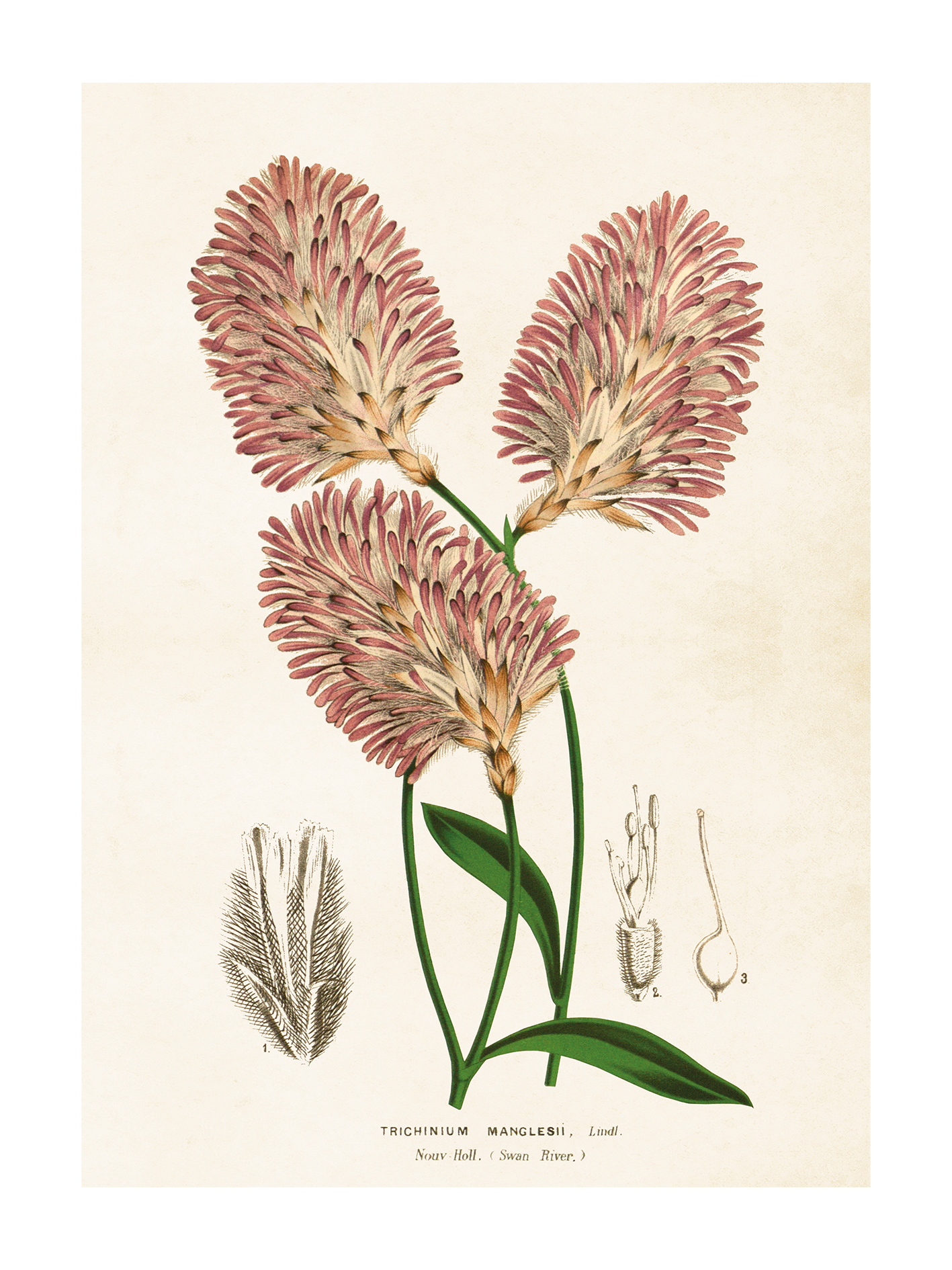 Poster 50x70 cm, Klotamarant