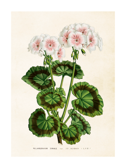 Poster 50x70 cm, Pelargon