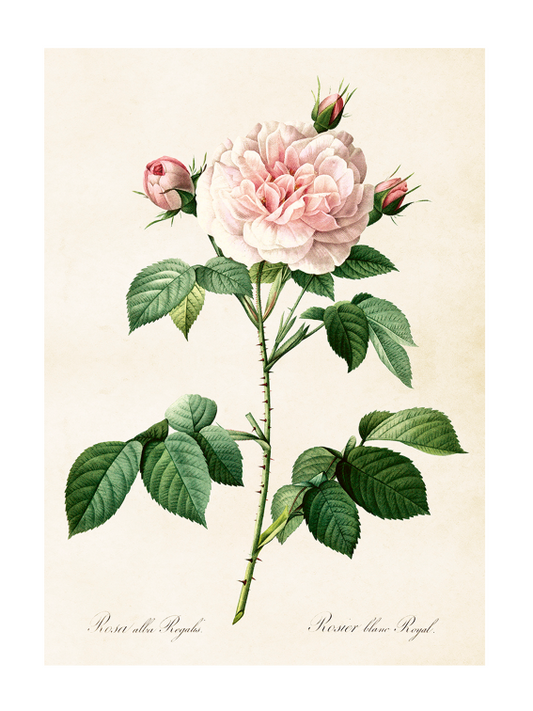 Poster 50x70 cm, Ros