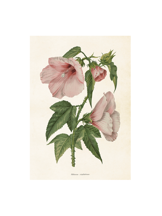 Poster 35x50 cm, Hibiscus