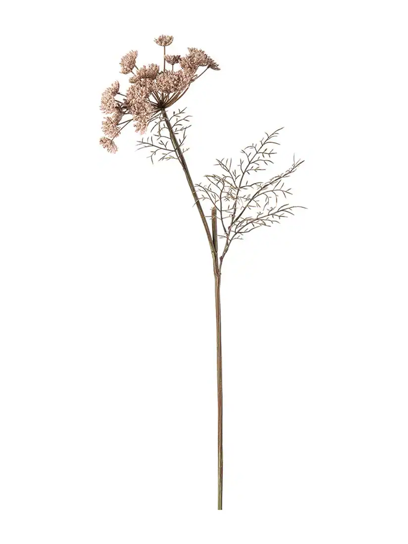 Vildmorot, Rosa