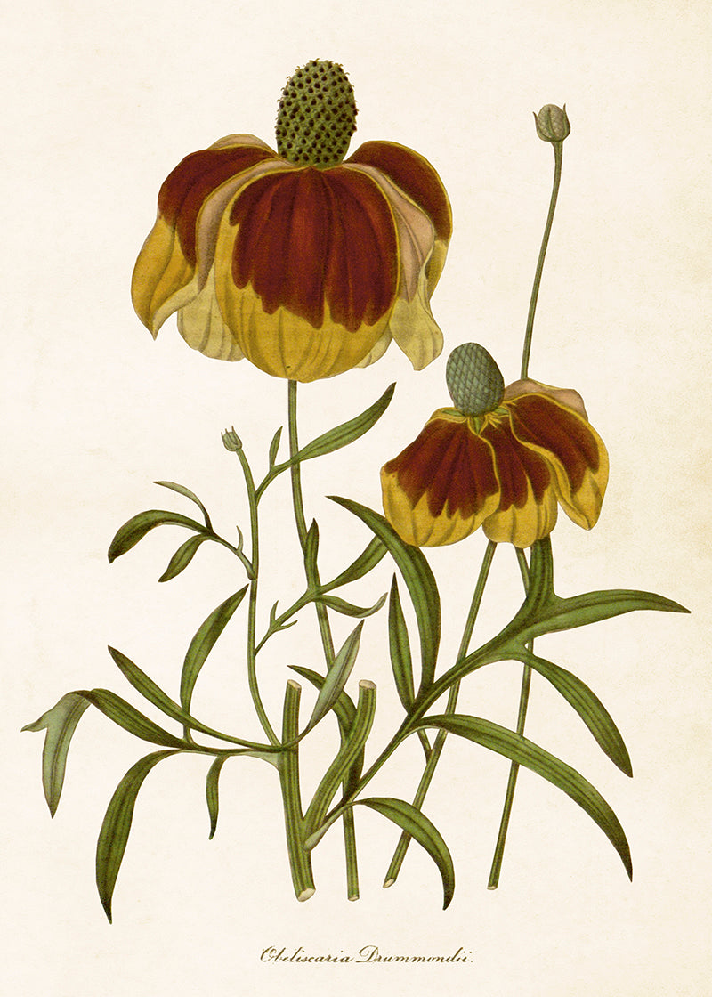 Poster 50x70 cm, Rudbeckia