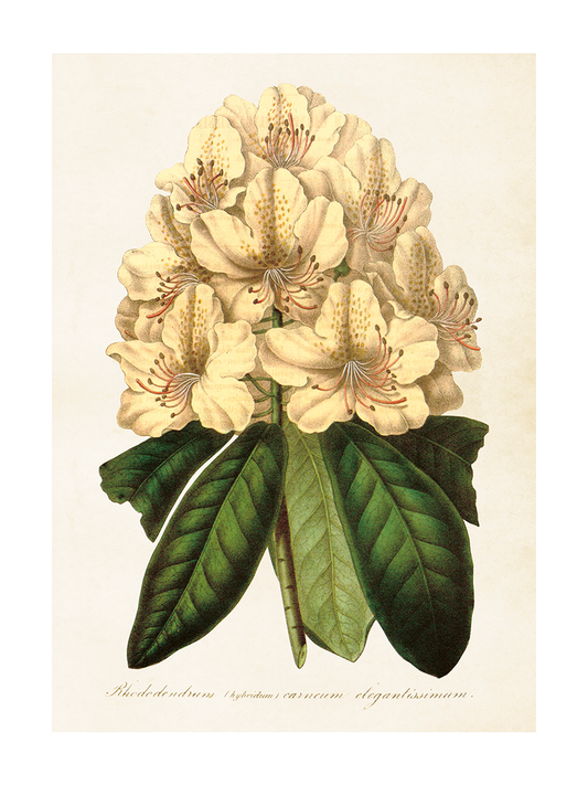 Poster 50x70 cm, Rhodedendron