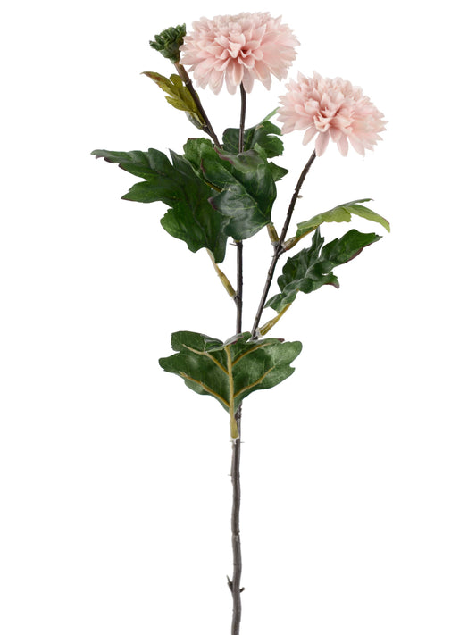 Chrysanthemum, Rosa