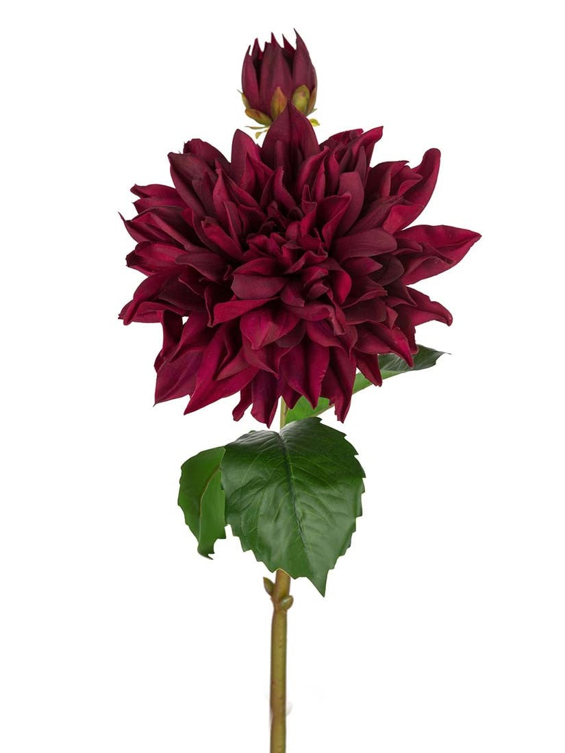 Dahlia, Burgundy