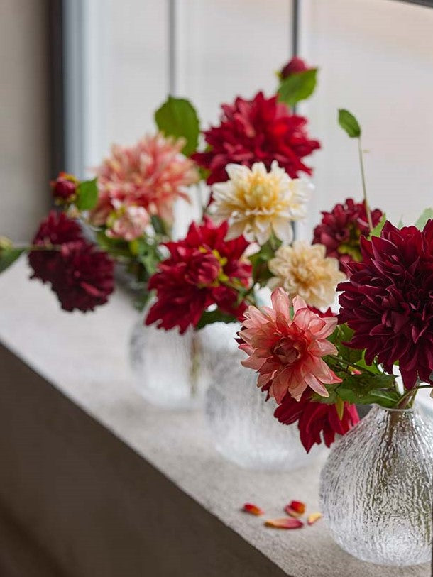 Dahlia, Burgundy