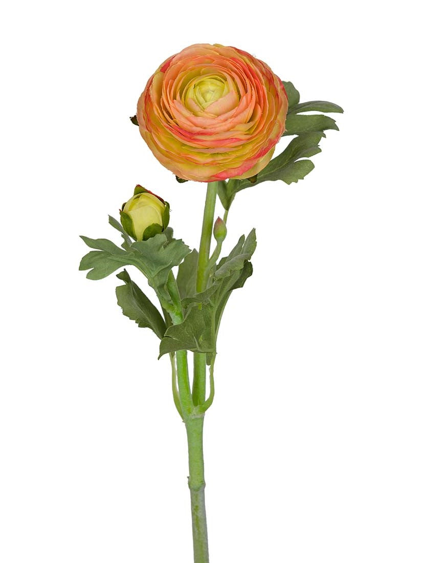 Ranuncel, Rosa