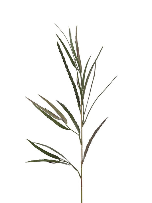 Grevillea